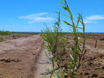 Avances en producción forestal: fresnos y aguaribay germinados con agua residual rica en nutrientes, optimizando recursos en zonas áridas. Avances en producción forestal: fresnos y aguaribay germinados con agua residual rica en nutrientes, optimizando recursos en zonas áridas.