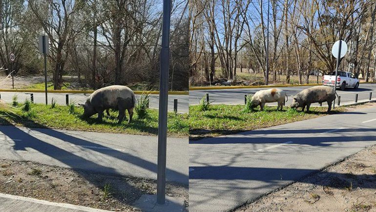 Cerdos que se escaparon y aparecieron en el Paseo de la Costa.