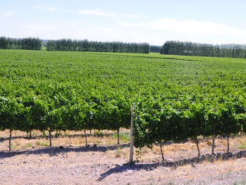 Hay 27 bodegas en Neuquén y 49 en Río Negro,