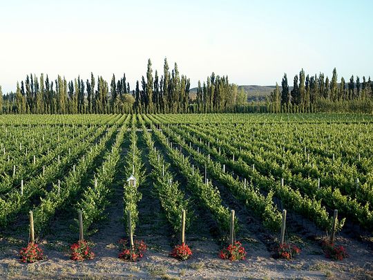 La Patagonia, cuna del buen vino.