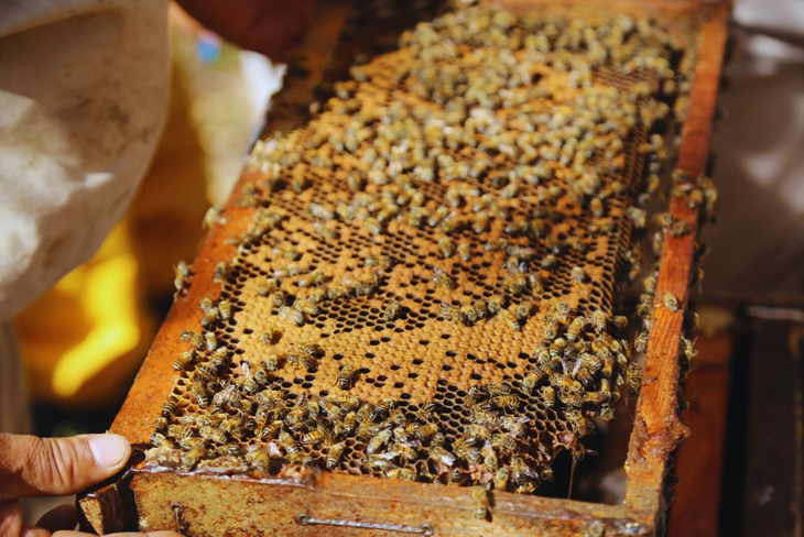 Las abejas deben estar libres de parásitos para pasar la temporada de frío. Foto: INTA Las abejas deben estar libres de parásitos para pasar la temporada de frío. Foto: INTA