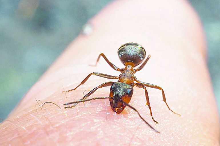 Las hormigas también podrían detectar otros olores y enfermedades. Las hormigas también podrían detectar otros olores y enfermedades.