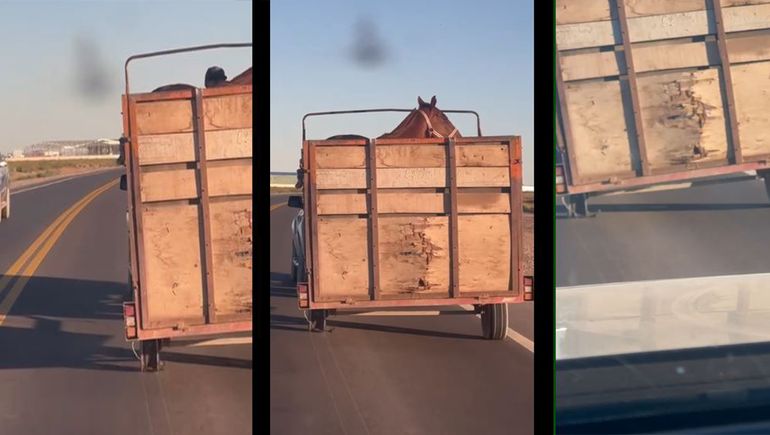 Peligrosísimo: llevaba un carro con un caballo en llanta por la ruta