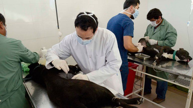 La Muni y una proteccionista harán una castración masiva en el oeste