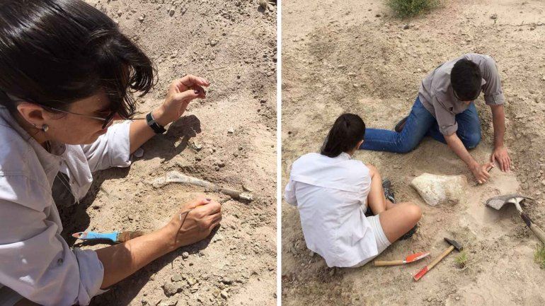 Un ciclista encontró restos óseos en el Cañadón de las Cabras y resultaron ser de dinosaurio