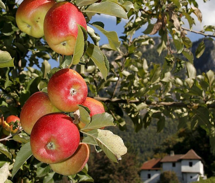 Polonia es el productor más importante de manzanas de toda la Unión Europea con una cosecha promedio en torno a las 4 millones de toneladas. Polonia es el productor más importante de manzanas de toda la Unión Europea con una cosecha promedio en torno a las 4 millones de toneladas.