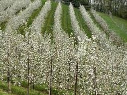 Las mínimas no afectaron a la producción del Valle. Las mínimas no afectaron a la producción del Valle.