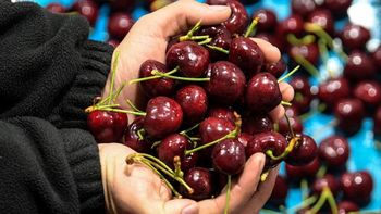 Un diagnóstico interno sacude al sector: el problema no es el mercado, es cómo Chile está produciendo. | LM Neuquen Un diagnóstico interno sacude al sector: el problema no es el mercado, es cómo Chile está produciendo.