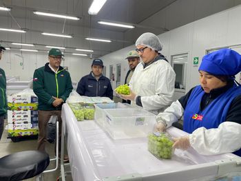 Chile había iniciado el año pasado la exportación de uva de mesa a Estados Unidos bajo modalidad Systems Approach.