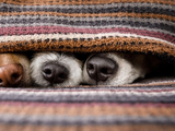 ¿Hay que abrigar a los perros en los días más fríos del año?