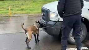 Viajaba por la Ruta 151 con 4 kilos de coca, un perro de la policía los detectó en Catriel. (Foto: archivo)