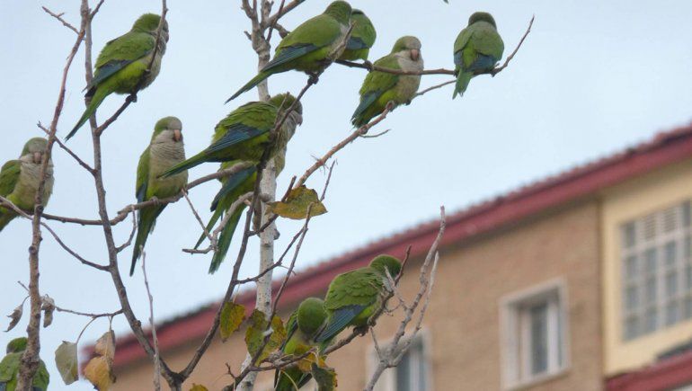 Madrid gastará una fortuna para matar cotorras argentinas