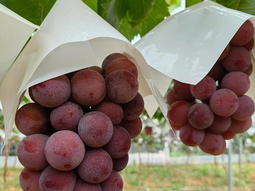 ¿por que esta uva japonesa vale miles de dolares? ¿por que esta uva japonesa vale miles de dolares?