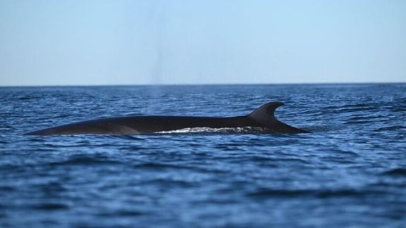 Avistaje de ballenas: en Chubut se podrá ver la ballena sei, una de las más grandes del mundo.