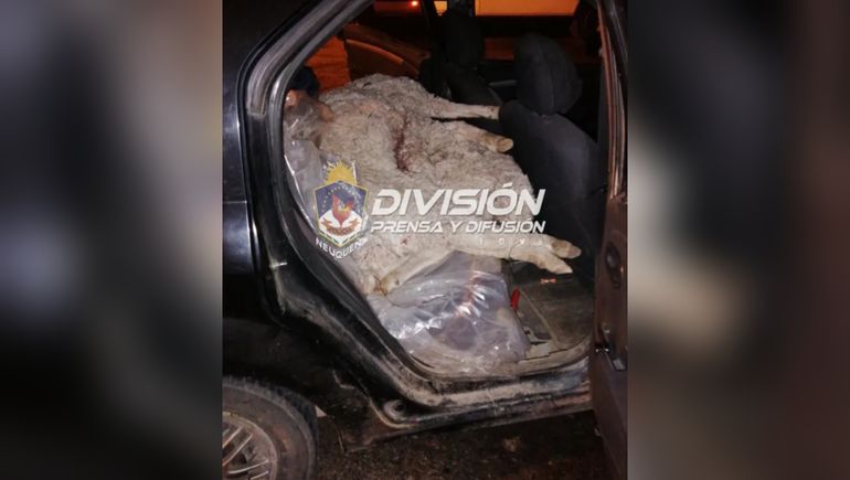 Transportaban tres cadáveres de ovejas en el auto y los llevaron a la Justicia