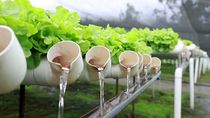 Hidroponia en Neuquén: ahora el 90% de agua y triplica la productividad Hidroponia en Neuquén: ahora el 90% de agua y triplica la productividad