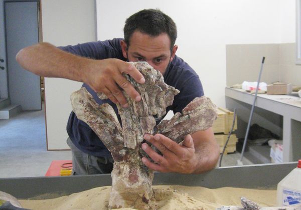 Hallaron especie desconocida  de dinosaurio