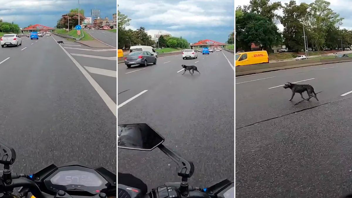 Motociclista rescató a un perrito en plena autopista y se hizo viral