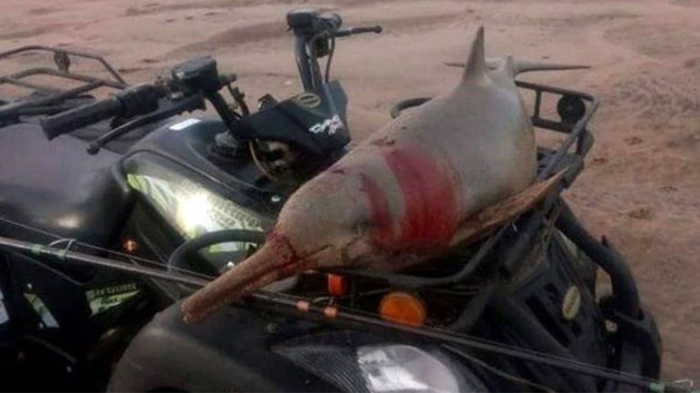 Indignante: mató a un delfín, lo paseó en su cuatriciclo y se lo comió