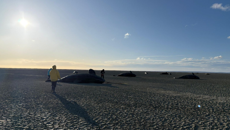 Los investigadores señalan que no se observaron heridas que pudieran dar cuenta de accidentes con barcos o elementos de pesca y posterior varamiento. Los investigadores señalan que no se observaron heridas que pudieran dar cuenta de accidentes con barcos o elementos de pesca y posterior varamiento.