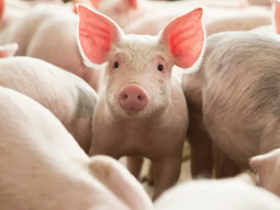 están dadas las condiciones de mercado para incrementar las exportaciones de carne de cerdo. están dadas las condiciones de mercado para incrementar las exportaciones de carne de cerdo.