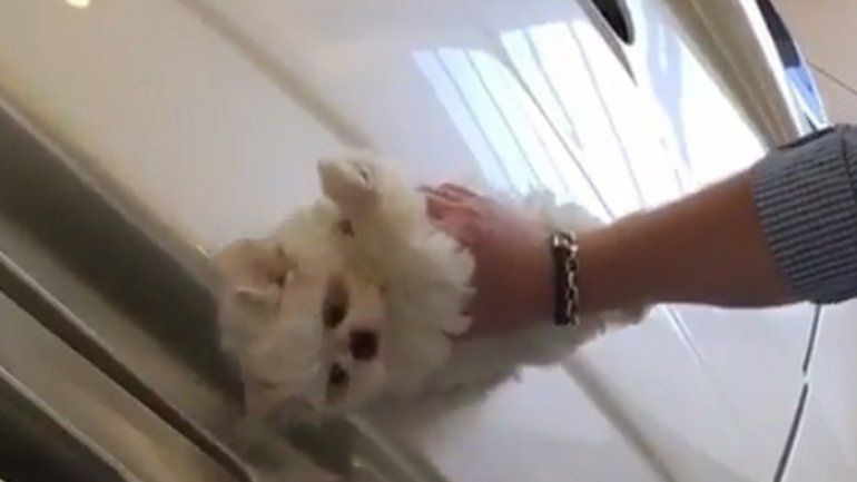 El dueño del perro dijo que este disfrutó del momento y que no hubo maltrato.