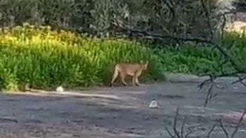 Alerta en el Parque Nacional Lanín por la aparición de un puma