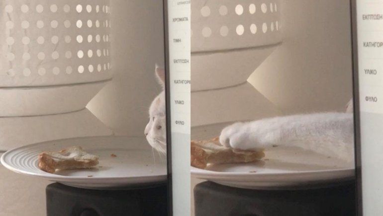 Este gato no deja de sumar reproducciones en YouTube