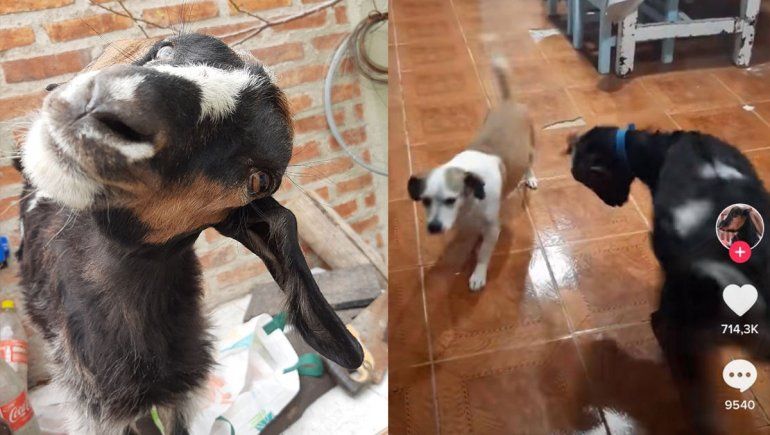 Vilma, la cabra argentina que desde Neuquén revolucionó las redes