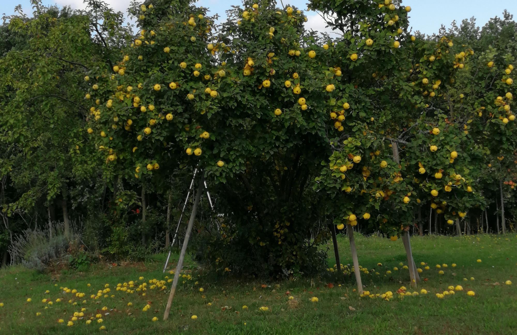 El membrillo resurge en la Patagonia: ¿La fruta olvidada que puede salvar a  los pequeños productores?