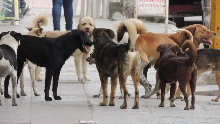 Alerta en Angostura por 150 mordeduras de perros callejeros