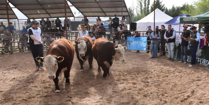 Muy buena concurrencia en la expo. Foto: Federación de Sociedades Rurales de Río Negro. Muy buena concurrencia en la expo. Foto: Federación de Sociedades Rurales de Río Negro.