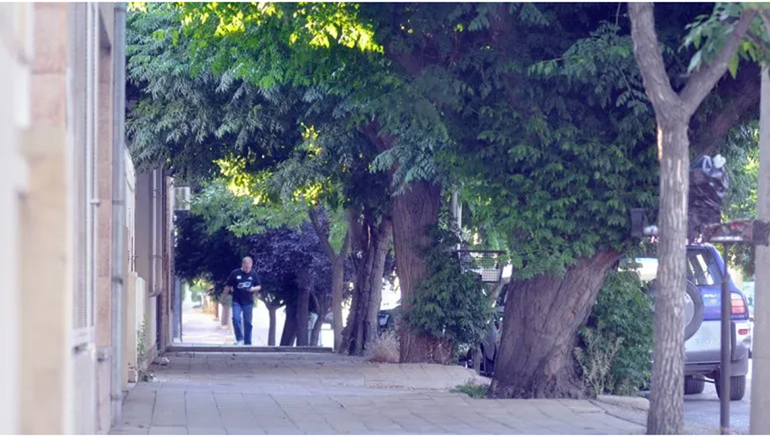 Un árbol causa una gran discusión entre dos vecinos