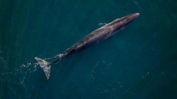 Las ballenas sei llegan a la costa de Chubut en los meses en los cuales se aleja la ballena franca austral. Las ballenas sei llegan a la costa de Chubut en los meses en los cuales se aleja la ballena franca austral.
