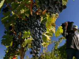 La COVIAR, en el ojo de la tormenta. La COVIAR, en el ojo de la tormenta.