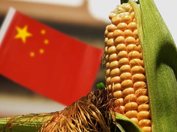 argentina podra exportar maiz a china, un comprador clave argentina podra exportar maiz a china, un comprador clave