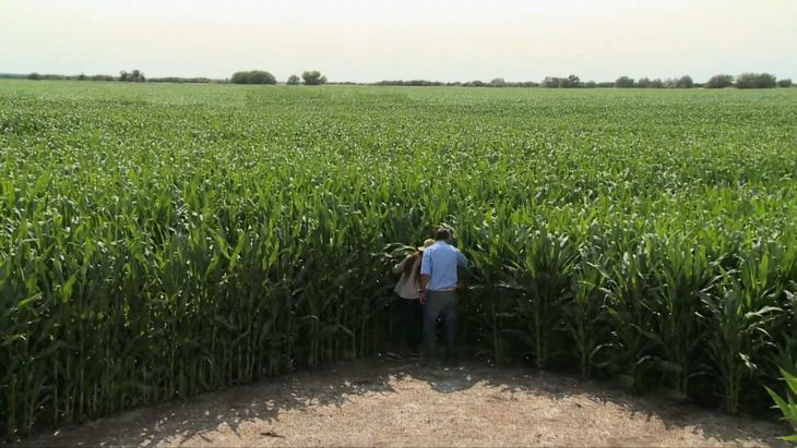 El norte patagónico sorprende: radiación, riego y raíces crean un ecosistema altamente productivo. El norte patagónico sorprende: radiación, riego y raíces crean un ecosistema altamente productivo. 