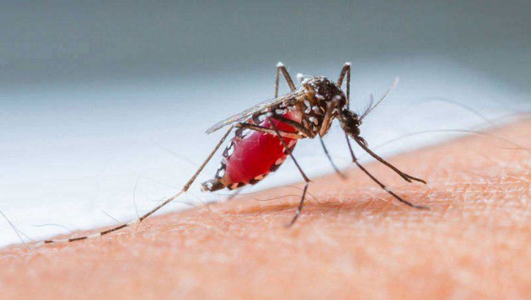 Los consejos de los especialistas para prevenir el dengue