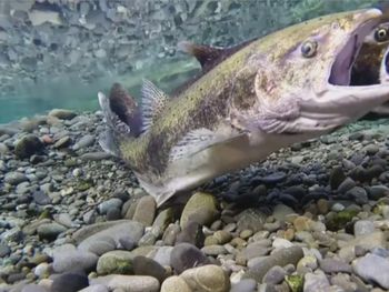 El salmón chinook fue introducido en Chile en la década del 70 y se expandió por la Patagonia, surcando mares y ríos, hasta llegar a las costa atlántica. El salmón chinook fue introducido en Chile en la década del 70 y se expandió por la Patagonia, surcando mares y ríos, hasta llegar a las costa atlántica.