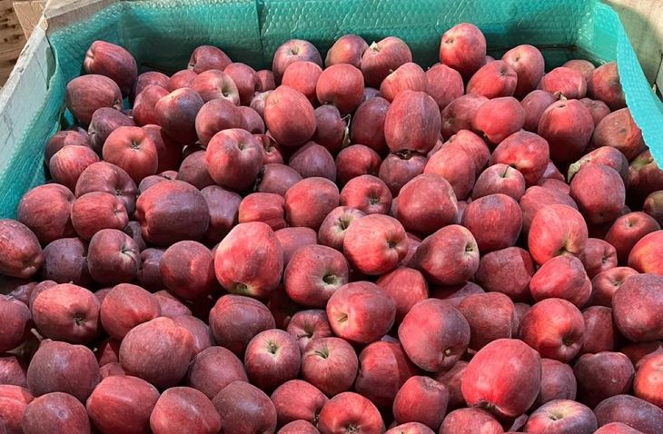 Manzana con mucha cobertura de color, un requisito que hoy demandan los mercados internacionales.