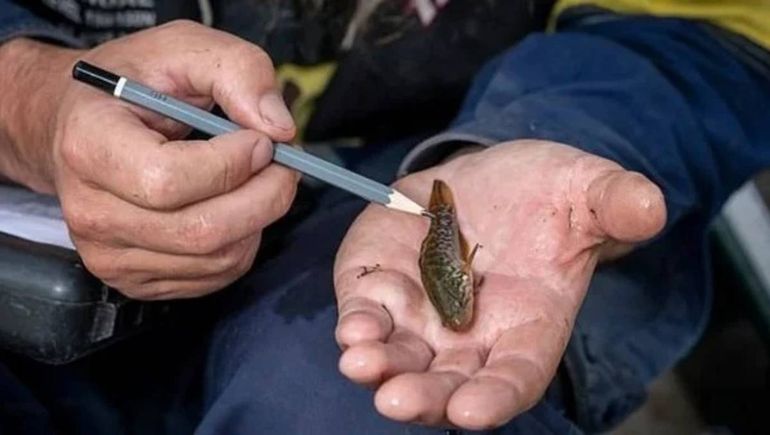 Hallan a un pez que se había extinguido dos décadas atrás