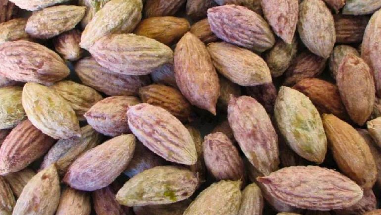 El carozo de aceituna se una para reciclaje