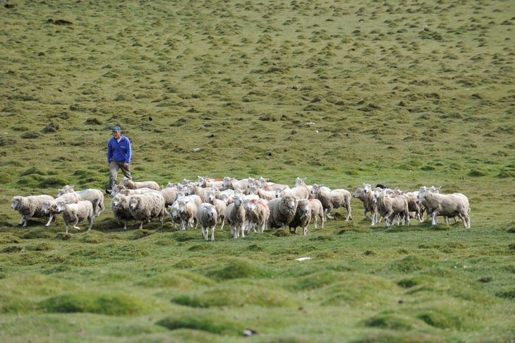 Aseguran que no se busca aumentar carga, sino aumentar producción individual. Foto: Instituto Fueguino de Turismo. Aseguran que no se busca aumentar carga, sino aumentar producción individual. Foto: Instituto Fueguino de Turismo.