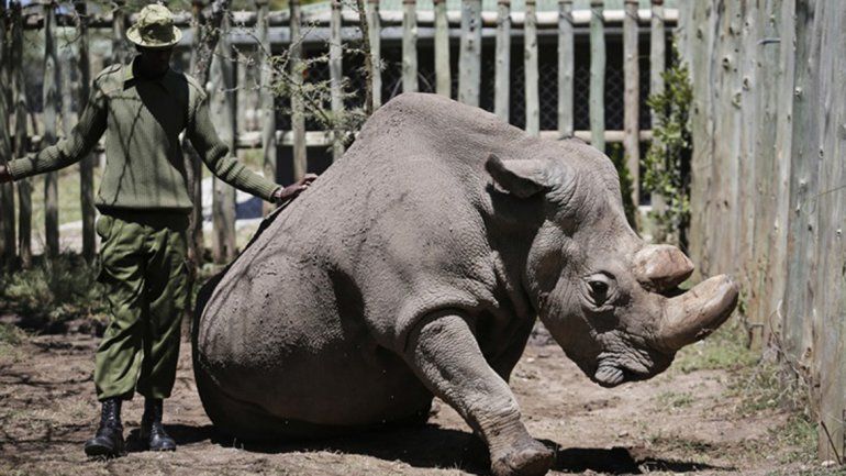 Murió Sudán, el último rinoceronte blanco macho del mundo