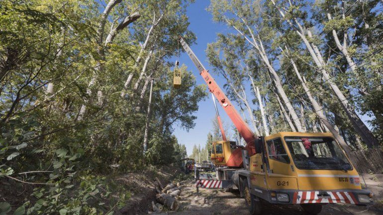 CALF salió a podar en los barrios para que no haya cortes de luz