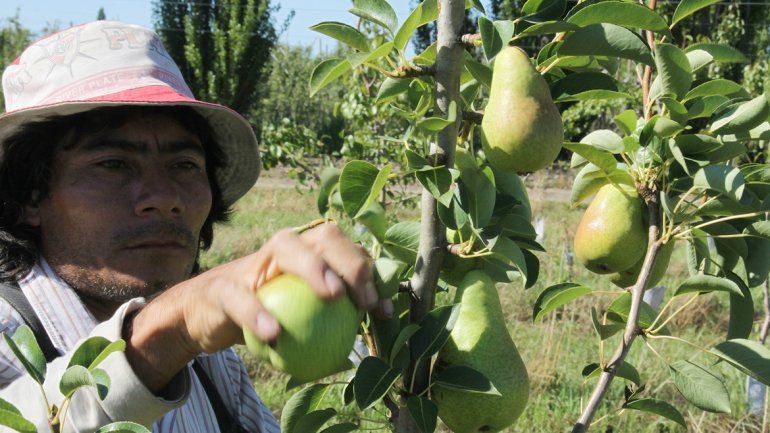 La pera registra la mayor diferencia entre lo que recibe el productor&nbsp;y lo que paga el consumidor en el supermercado.&nbsp;