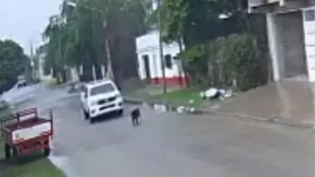 Viral: Policía atropelló y mató intencionalmente a un perro