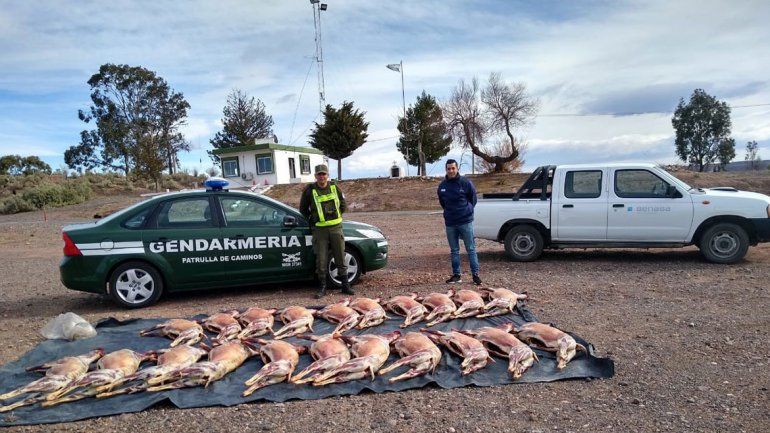 Decomisan casi 100 kilos de carne por día en la zona