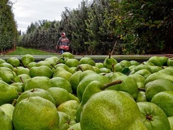 Peras, manzanas y uvas encabezan las compras brasileñas, en un mercado que crece al ritmo de nuevas preferencias de consumo.