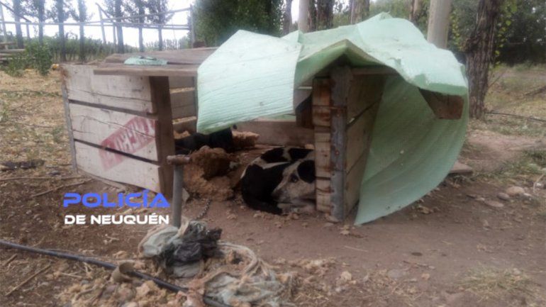Rescataron a animales maltratados en un predio del Chañar